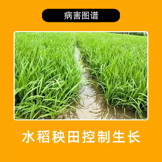 Guoguang 15% paclobutrazol short growth agent to control flourishing plants, vegetables, chrysanthemums, narcissus, flowers, wheat and other plant growth regulators 1000g*10 bags/box