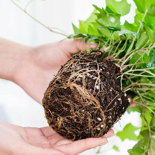 Ivy potted indoor hanging plants are easy to maintain, hydroponic green plants, purify the air, remove formaldehyde, and are evergreen all year round. 1 pot of green-leaf ivy (about 50 cm long) simple pot with hanging hook