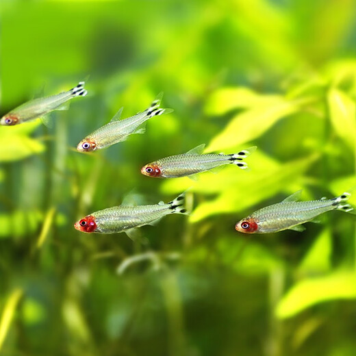 Green and natural Ornamental Fish Tropical Fish Red Nose Scissors Mary Ball Golden Bearded Vajra Snail 30 Fish Tank Ecological Package C