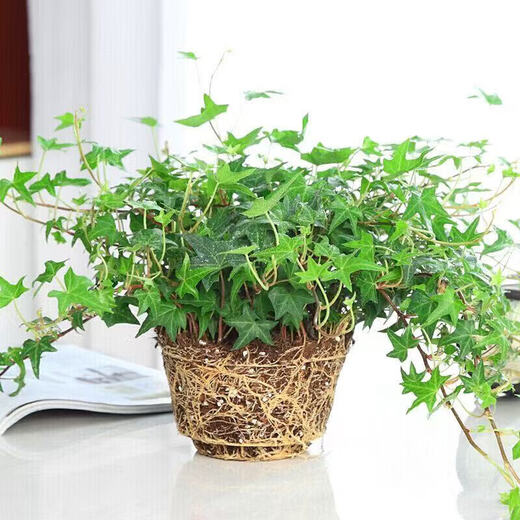 Ivy potted indoor hanging plants are easy to maintain, hydroponic green plants, purify the air, remove formaldehyde, and are evergreen all year round. 1 pot of green-leaf ivy (about 50 cm long) simple pot with hanging hook