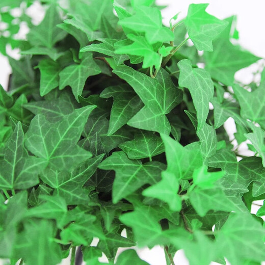 Ivy potted indoor hanging plants are easy to maintain, hydroponic green plants, purify the air, remove formaldehyde, and are evergreen all year round. 1 pot of green-leaf ivy (about 50 cm long) simple pot with hanging hook