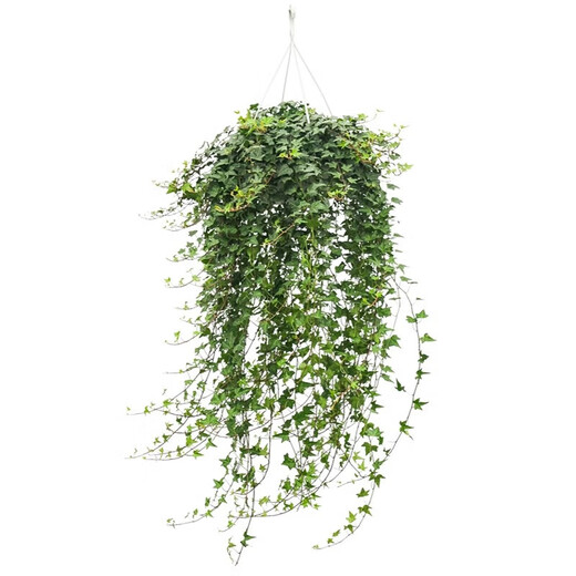 Ivy potted indoor hanging plants are easy to maintain, hydroponic green plants, purify the air, remove formaldehyde, and are evergreen all year round. 1 pot of green-leaf ivy (about 50 cm long) simple pot with hanging hook