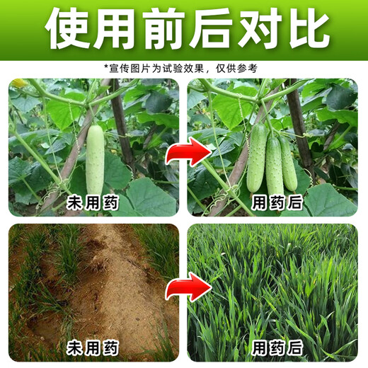 Barometer 24 brassinolide plant growth regulator cucumber special growth regulator genuine agricultural medicine 1000g*12 bottles full box discount save 20 yuan