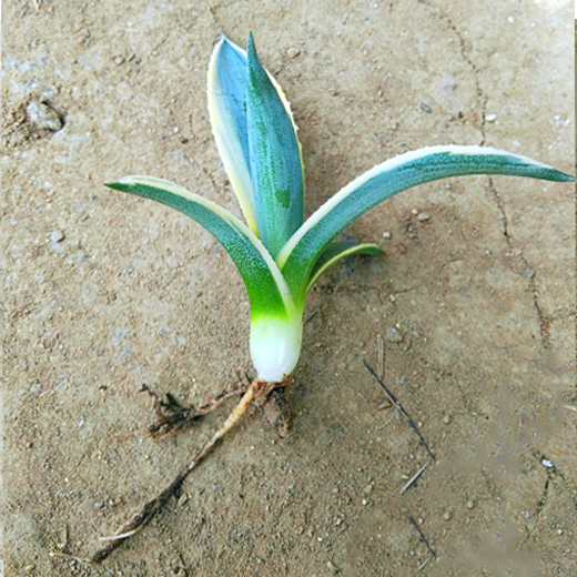 L'usine de lotus à bords d'or peut être utilisée pour les semis d'orchidée d'orchidées orchidées à bords d'or médicinaux. L'agave à arme dorée feuille. La largeur de l'agave à bords d'or est d'environ 15 cm.