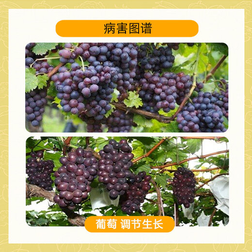 Rongya 50% monocyanamide grape nectarine and kiwi fruit germination agent sleep-promoting bud growth regulator monocyanine 250ml ready in stock