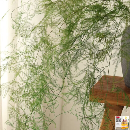 Immortal asparagus immortalized flowers dried flower bouquet living room decoration store hotel B&B decoration flower arrangement high-end real flowers grass green asparagus 2 bouquets + black brushed vase