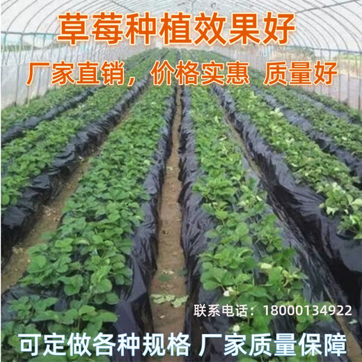 Ground black mulch plastic film for agricultural planting thickened anti-aging weeding insulation moisturizing weed prevention greenhouse fruit tree greenhouse 11Jin Jin is equal to 0.5kg black 1 silk thick 0.9m wide 500m long field style