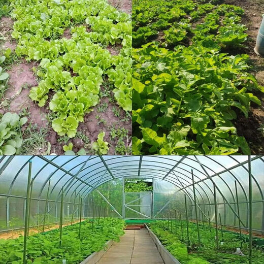 Yonghuan Jetta plant nutrient solution promotes rooting and germination, special soil conditioner for greenhouse vegetable fields, universal for all seasons, plant nutrient solution 2.5kg