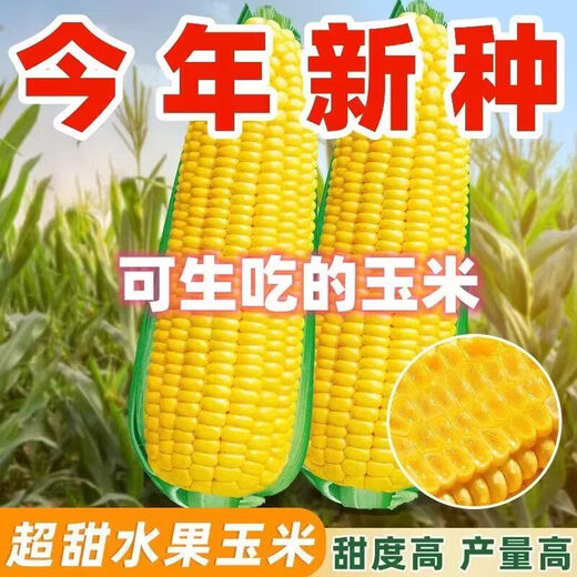 Jingxi fruit corn seeds are super sweet, heat-resistant and high-yielding, extra large sweet corn seeds for field balcony planting, 50 fruit corn seeds trial version