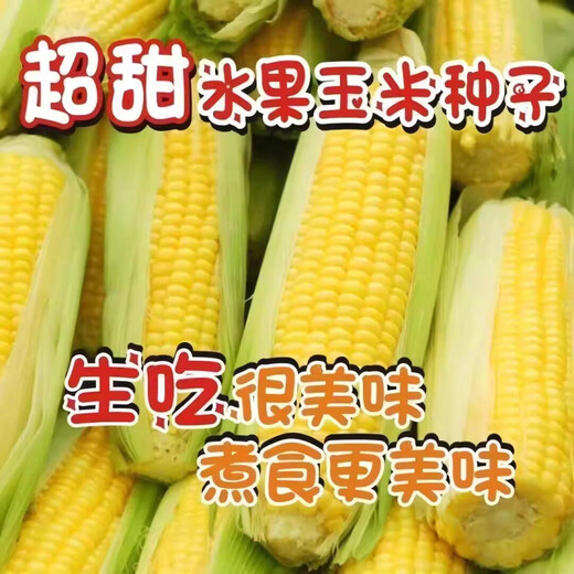 Jingxi fruit corn seeds are super sweet, heat-resistant and high-yielding, extra large sweet corn seeds for field balcony planting, 50 fruit corn seeds trial version
