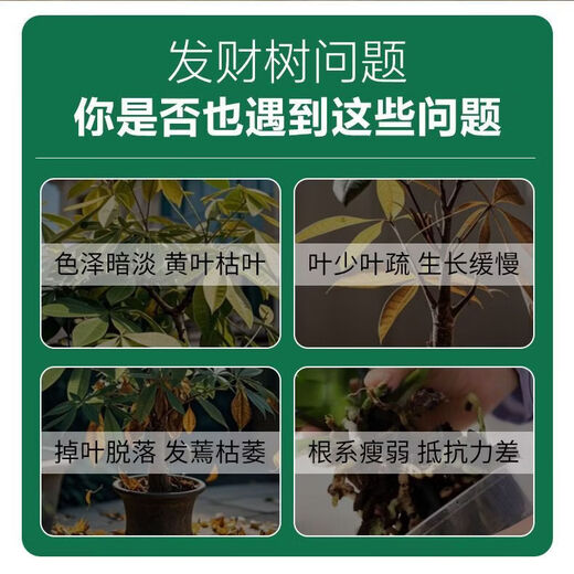 Money tree regeneration agent to revive flowers, green plants, potted plants, general light rod fertilizer, yellowing and succulent growth nutrient solution, money tree special regeneration agent, 6 boxes/36 pieces