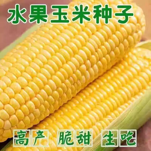 Jingxi fruit corn seeds are super sweet, heat-resistant and high-yielding, extra large sweet corn seeds for field balcony planting, 50 fruit corn seeds trial version
