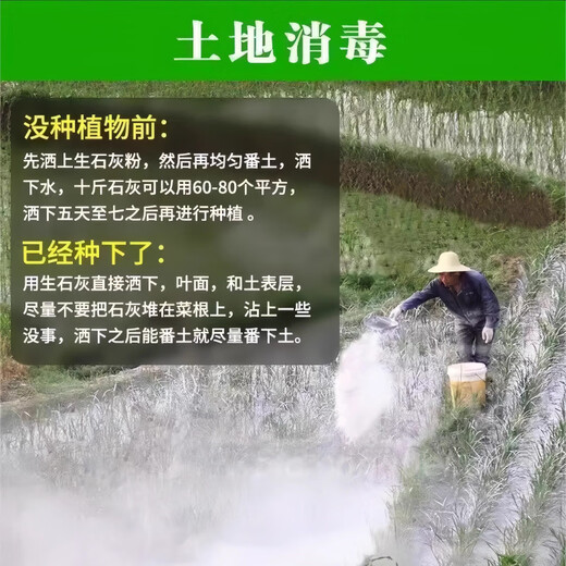 Jingxi Special quicklime powder for vegetables. Soil pest control in vegetable fields to improve soil height. Quicklime. After spreading quicklime powder without insects, 3OJin Jin is equal to 0.5 kg.