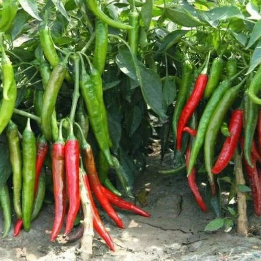 Hangzhou pepper seeds, pepper seeds, slightly spicy small peppers, potted plants on the balcony in spring and autumn, easy-to-grow vegetable seeds, Hangzhou pepper seeds, 1 pack, about 300 capsules