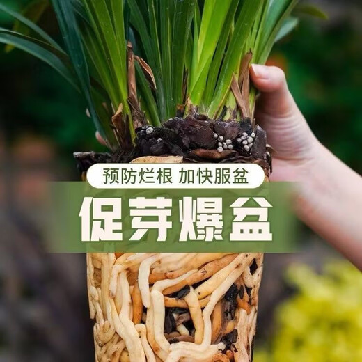 Exclusive for fans, fermented pine bark for ripe orchids, Clivia blueberry, dendrobium, rose, orchid. Buy 10 liters and get 10 liters free/No. 4 1.2-2.2 medium particles (orchid, dendrobium, blueberry, etc.)
