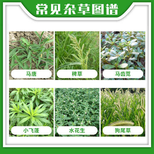 Yuzhangmenjing glufosinate ammonium salt herbicide uprooted and dead orchard wasteland reed small flying fluffy grass herbicide genuine herbicide 1000g * 1 bottle free 1 bag of auxiliary agent