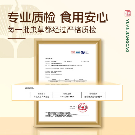 Yuanjiang Grass Cordyceps sinensis Selección de Cordyceps vulgaris Paquete asequible para suplementos nutricionales de edad avanzada para regalos de autoalimentación 100 gramos de hierba rota