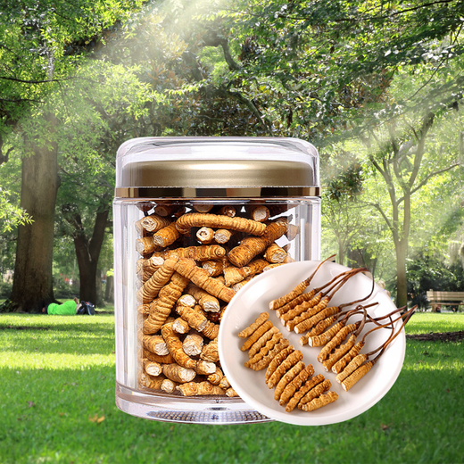 [Support-Qualitätsinspektion] 10 Gramm großer gebrochener Gras authentisch Cordyceps sinensis cordyceps sinensis cordyceps sinensis cordycep