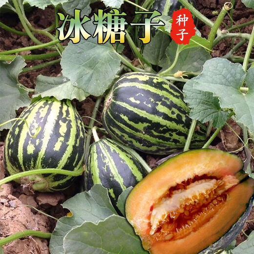 Emerald melon seeds, white thin-skinned cantaloupe seeds, four-season vegetable seeds, crispy melon seeds, early-ripening horn melons, one pack of each of 9 cantaloupe types, 38 capsules per pack + fertilizer