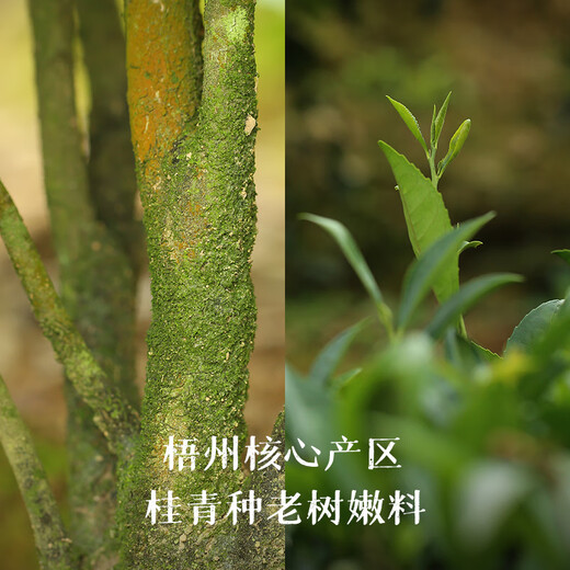 Little Senior Sister Praises Tea Almond Fragrance Liubao Tea 2008 Guangxi Liubao Tea Special Black Tea Little Senior Sister Praises Tea 520 Almond Fragrance 200g