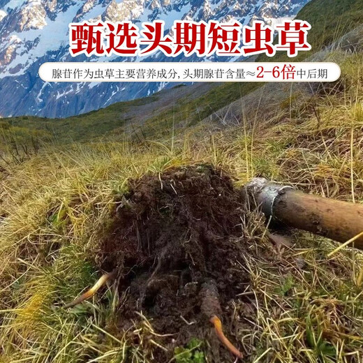 [Tibet Straight Hair] Nagqu First Stubble Cordyceps Authentic High-altitude Dried Cordyceps Gift Boxes First Choice Selected Extra Large Grass 4 Roots/G 100 Roots