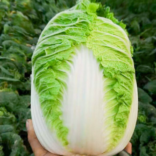 Shouhe Chinese cabbage seed seedlings, winter and spring vegetable seeds for field planting, Weiyu Qiubao cabbage seeds 10g*5 bags