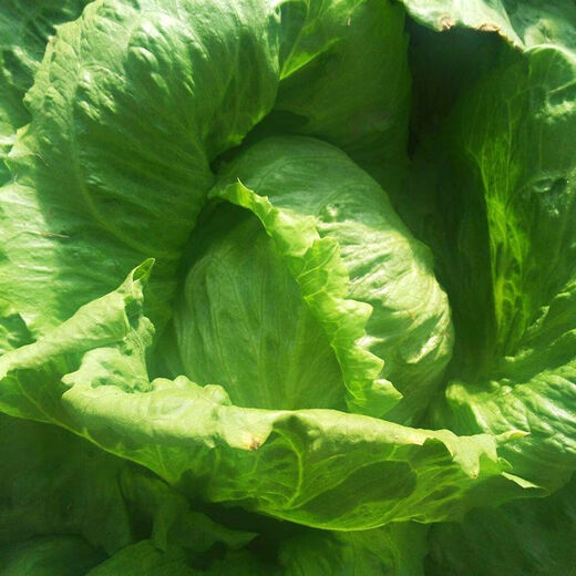 Sweet and crispy lettuce lettuce, hamburger lettuce seeds, crispy and refreshing, raw lettuce seeds, potted four-season farm vegetables, original crispy and tender lettuce, 10 packs/about 20,000 pieces Song Dynasty