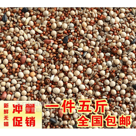 Pigeon food without corn pigeon food wholesale pigeon food racing pigeon nutritional food pigeon food young pigeon meat pigeon old pigeon pigeon food pigeon food with corn 5Jin Jin is equal to 0.5 kg