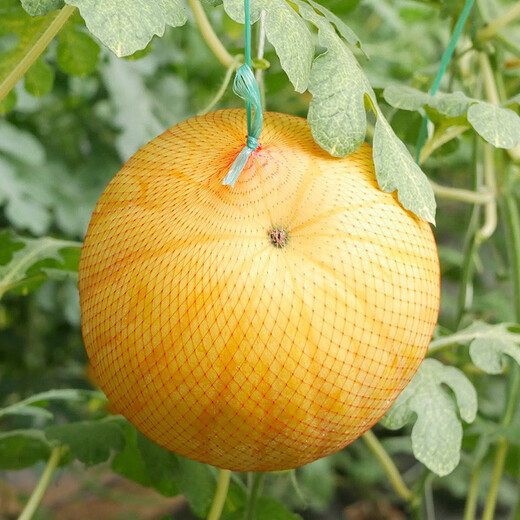 Dayu Yellow Heart Watermelon Seeds, Early Maturity, Yellow Skin, Red Flesh, Yellow Flesh, Special Xiaofeng Watermelon Seeds, Southern Fruit, Ansheng Huangmeiren Watermelon Seeds, 20 capsules