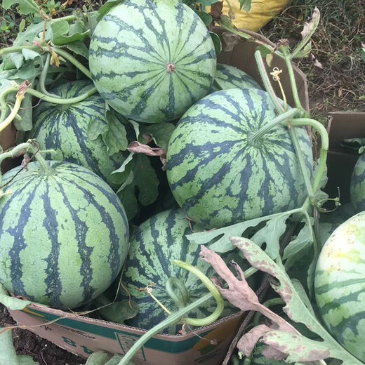 Zhongke Maohua Vegetable and Fruit Seeds Zhongke Honey Kirin Watermelon Seeds Hainan Kirin 8424 Super Sweet Jingxin Type Zhejiang Kirin Melon Center Sugar 12.7 Zhongke Honey Kirin 50g/box 3 boxes of value pack