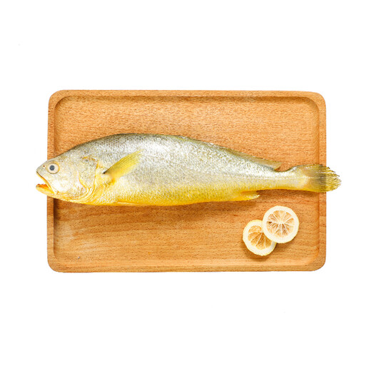 1 large yellow croaker for deep sea swimming (500-600g)