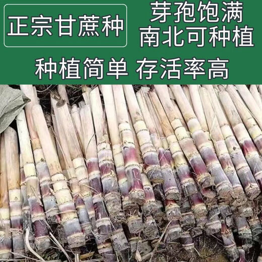 Guangxi authentic black sugarcane seedlings seedlings sugarcane seeds wholesale potted plants can be planted crispy and sweet, can be planted in the north and south, 2 black sugarcane roots with 3-6 spores, Guangxi sugarcane seedling head