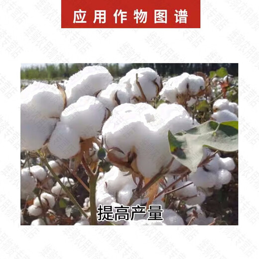 Guoguang 50% Chlormequat suppressive growth regulator for cotton, wheat and corn to prevent crazy growth and control excessive growth 500g 500g