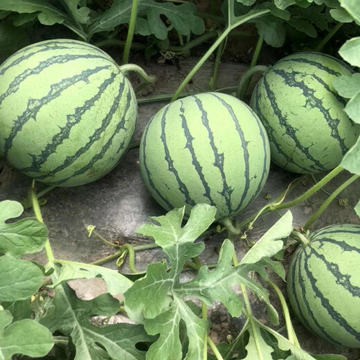 Zhongke Maohua Vegetable and Fruit Seeds Zhongke Honey Kirin Watermelon Seeds Hainan Kirin 8424 Super Sweet Jingxin Type Zhejiang Kirin Melon Center Sugar 12.7 Zhongke Honey Kirin 50g/box 3 boxes of value pack