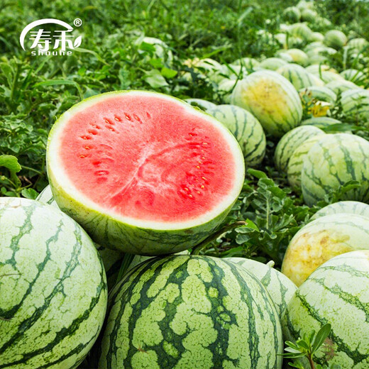 Shouhe Lazy Man Watermelon Seed Lazy Man King Melon Extra Large Spring No Pruning Lazy Man Fruit Seedling Southern Sweet Zaojia 8424 Watermelon Seed 30 capsules x 2 bags