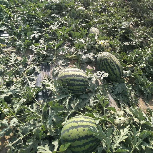 Zhongke Maohua Fruit and Vegetable Seeds Unparalleled Sweet King Watermelon Seeds High Round Big Red Flesh Watermelon Seeds Planted in Myanmar Base Unrivaled Sweet King 10g/bag About 150 capsules