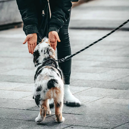 Cat Sister Wangdi leash for large dogs, medium-sized dogs, large dogs, lengthened golden retriever, medium-sized dogs, leash, dog leash, dog leash, red 3 meters