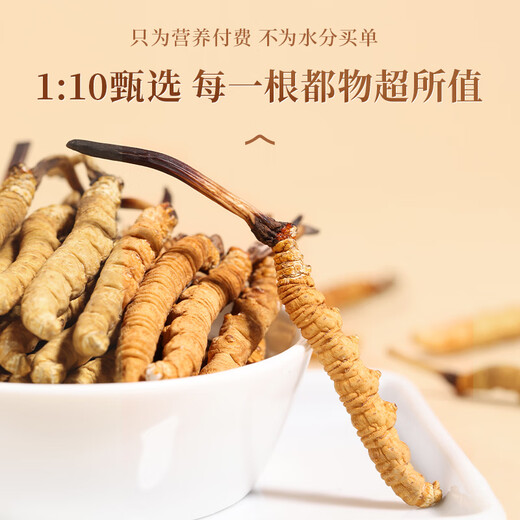 Yuanjiang Grass Cordyceps sinensis Nouveaux toniques cordyceps séchés pour les parents et les anciens Boîte-cadeau haut de gamme 3 bâtons / g 10 grammes [boîte cadeau à chaud]