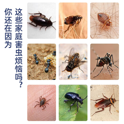东合生物40%呋虫胺蟑螂药跳蚤蚂蚁药臭虫苍蝇家用室内卫生杀虫剂蚨虫胺50g