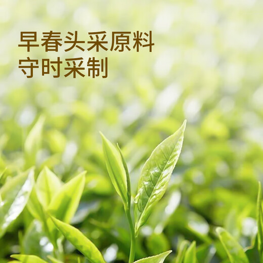 Fabriqué à Jingdong 2025 Nouveau thé Biluo Chun Maojian Green Tea Ming Chuan Spring Sprouts Tend Sprouts Total 250G CANDE COMPACLIONS AUTORÉ