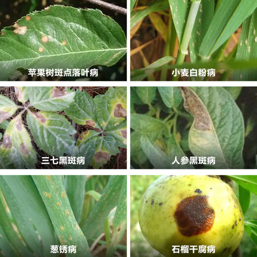 Weinong 43% Tebuconazole Apple Tree Spotted Leaf Spot Powdery Mildew Black Spot Rust Dry Rot Pesticide Fungicide 1000g