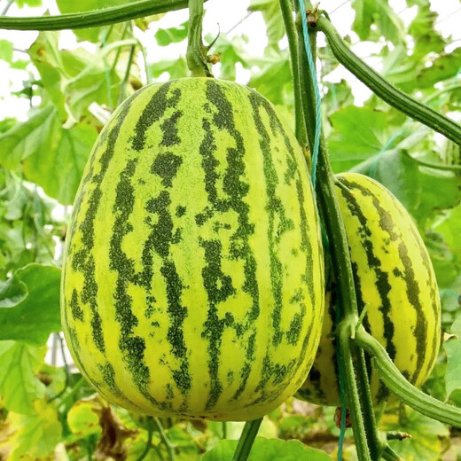 Shouhe Balixiang Melon Seed Collection Super Sweet Extra Large Balixiang Melon Seeds About 30 capsules x 2 bags