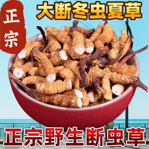 [Support-Qualitätsinspektion] 10 Gramm großer gebrochener Gras authentisch Cordyceps sinensis cordyceps sinensis cordyceps sinensis cordycep