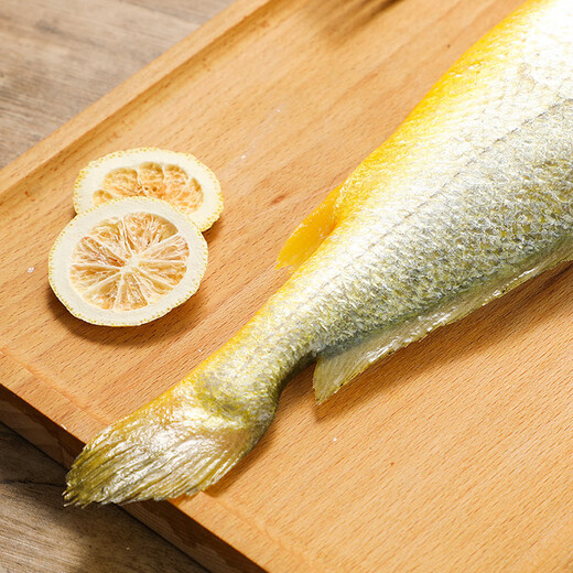 1 large yellow croaker for deep sea swimming (500-600g)