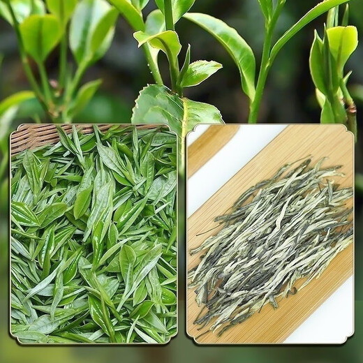 Ganxiangpo Xiangzhen Green Tea 2024 New Tea Yunnan Green Tea Strong Fragrance Type Hair Tip Spring Tip Silver Silk Pine Needle 2024 Green Tea Pine Needle Bag 500g