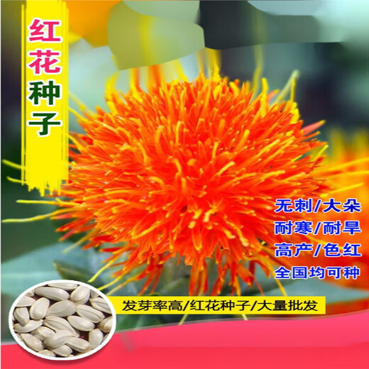 Li Xin Chinese herbal medicine safflower seeds saffron seeds Xinjiang thornless safflower seeds large field planting seeds 50 safflower seeds + fertilizer