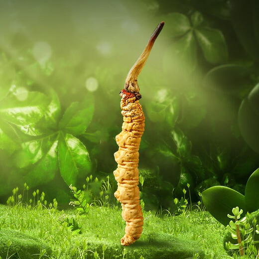 源江草冬虫夏草 高海拔新干虫草礼盒装 虫草滋补营养品送长辈 4根/克20根