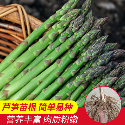 Long-cultivation asparagus seeds, asparagus seed root seedlings, easy to grow, easy to grow potted plants, perennial vegetable seeds for balcony planting in all seasons, green asparagus seeds 10g, about 500 capsules/field planting
