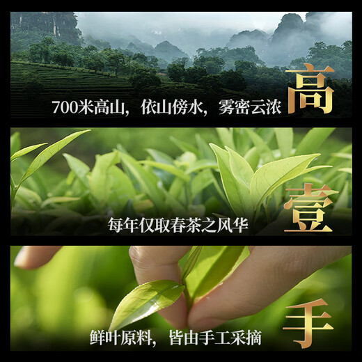 Songhuang Oolong Tee Miyun Xiaosing Phoenix Single Cong Milanxiang Spezialstufe 50G mittelfeuer Boxed Enterprise Custom Geschenkkerngänger
