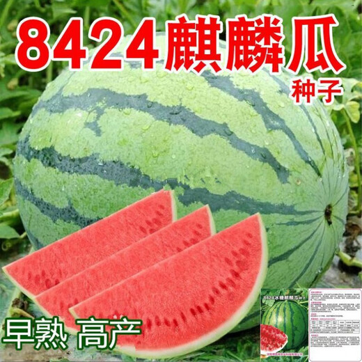 Chihui 8424 Kirin small-seeded watermelon seeds, seedless, extra large, high-yield, giant sweet king, southern four-season vegetable and fruit seeds, Kirin 8424 watermelon seeds, original 3 packs